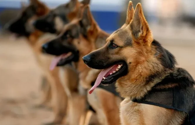 狗狗彌留狀態多久