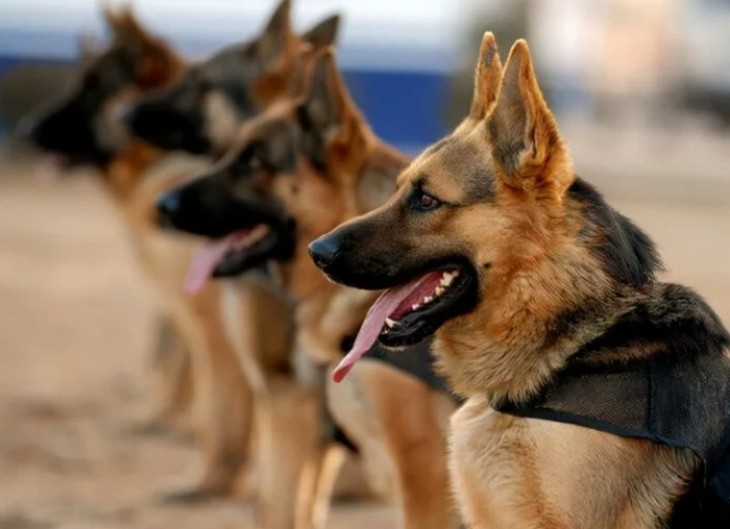 狗狗彌留狀態多久？深入了解临终征兆、持续时间与护理指南