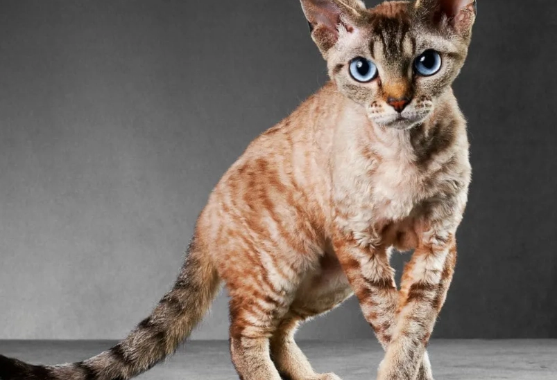 流浪貓皮膚病治療