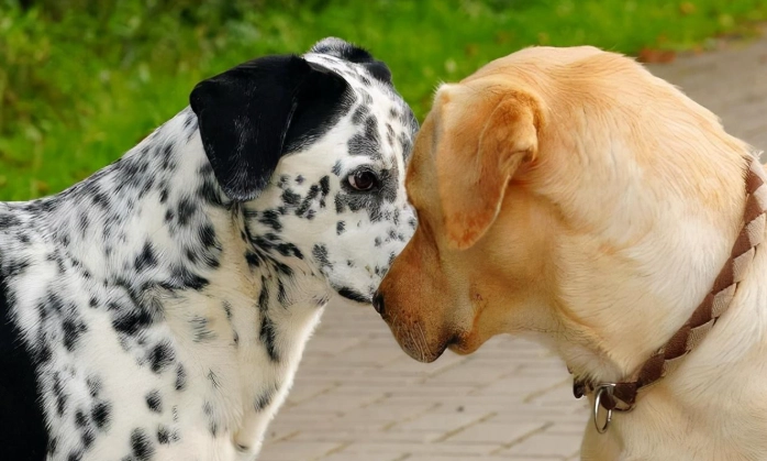 狗狗發情除臭方法