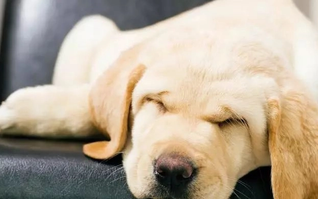 狗牙齦健康檢查