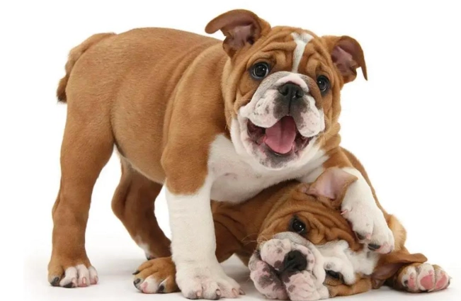 狗牙齦健康檢查