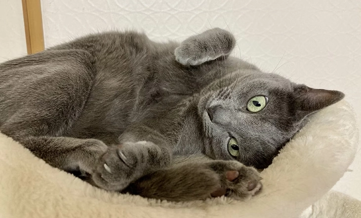 貓牙齒黑點預防