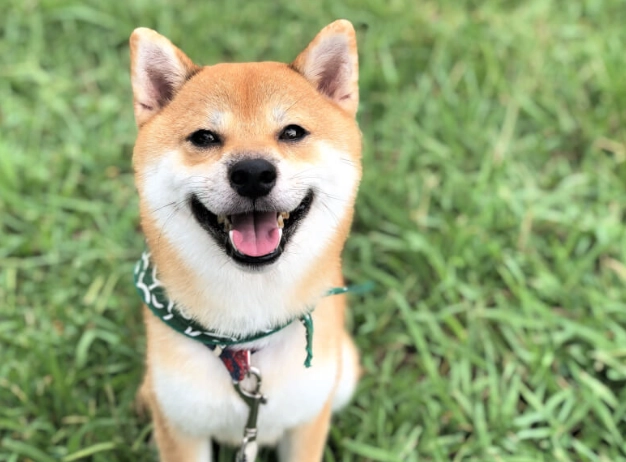 柴犬牙齒照顧 柴犬牙齒照顧