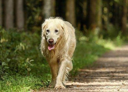 狗牙齦息肉治療