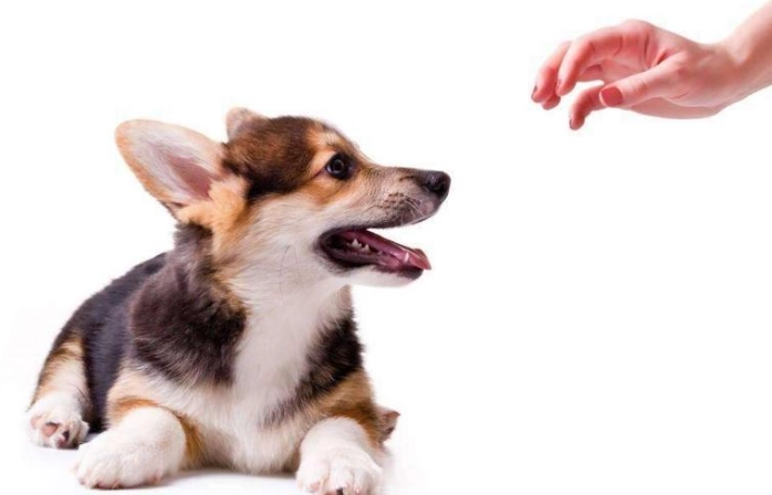 幼犬換牙食物 幼犬換牙食物