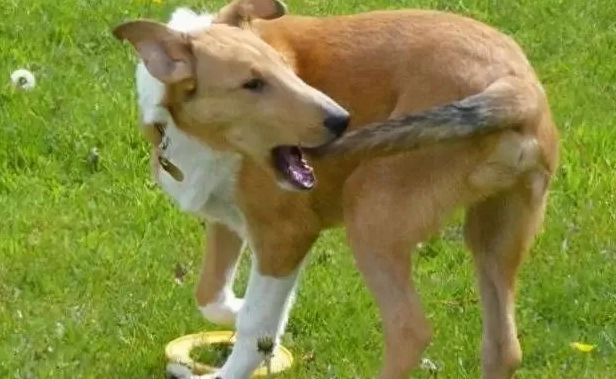 老年狗行為異常 老年狗行為異常