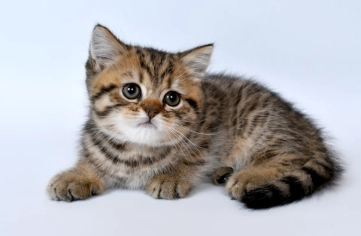 貓咪牙齦黑點原因