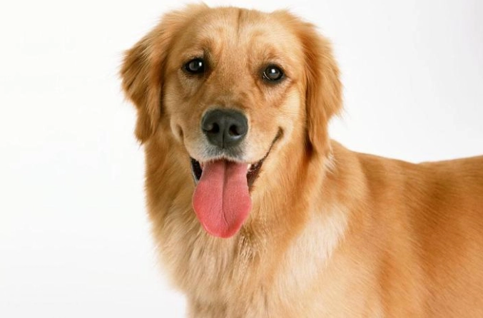 狗狗月經症狀護理