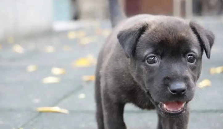 幼犬發情期注意事項 幼犬發情期注意事項