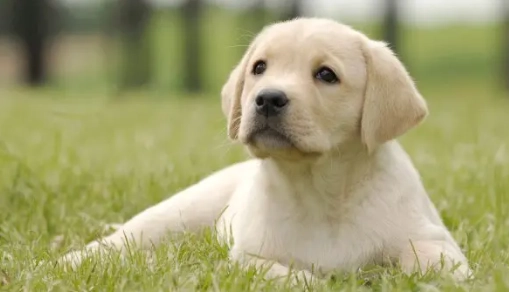 狗狗懷孕照護 狗狗懷孕照護