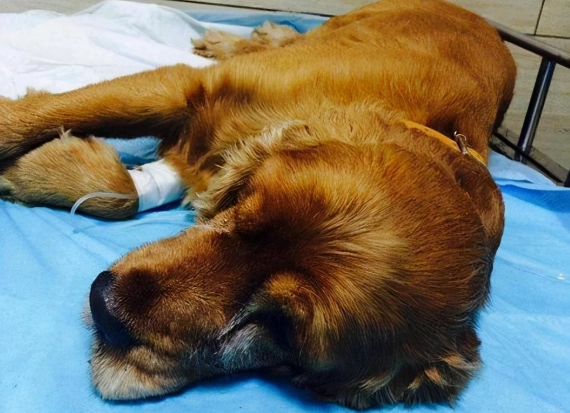 狗狗腎臟病症狀 狗狗腎臟病症狀