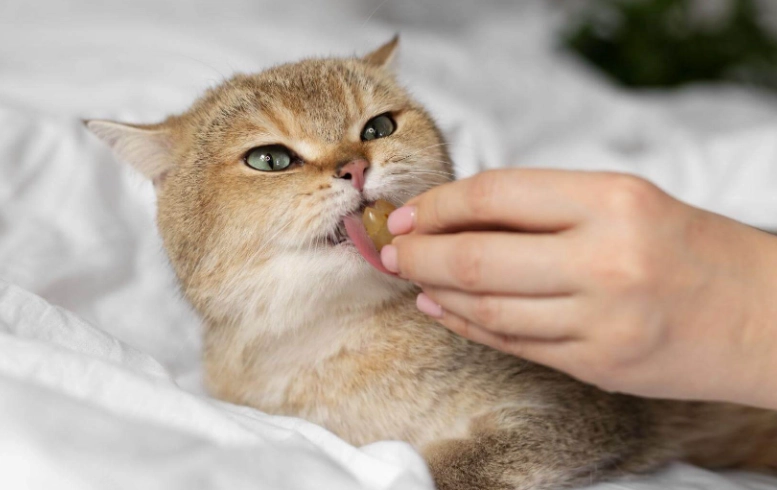 貓咪牙科手術 貓咪牙科手術