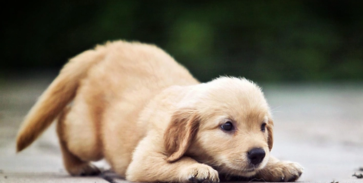 寵物口腔護理噴霧