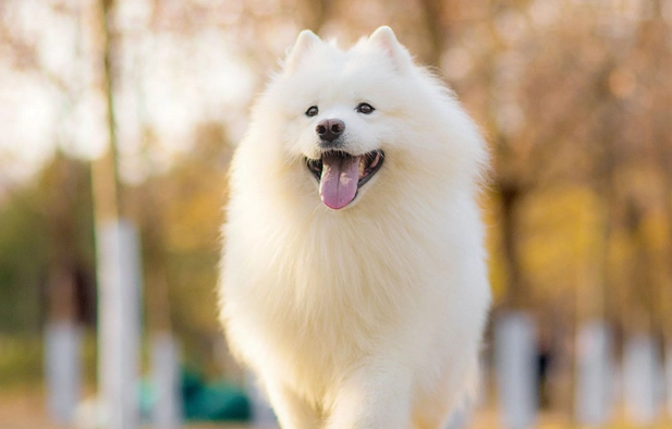 預防狗狗牙結石