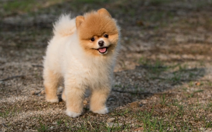 幼犬換牙拔牙 幼犬換牙拔牙