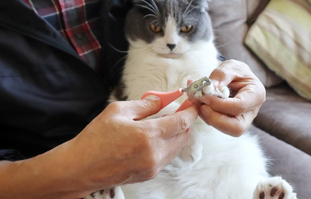 貓牙齒黑點預防