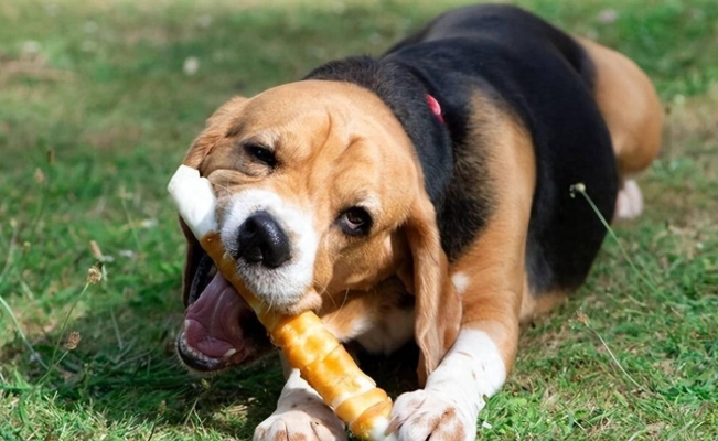 牛皮骨選擇 牛皮骨選擇