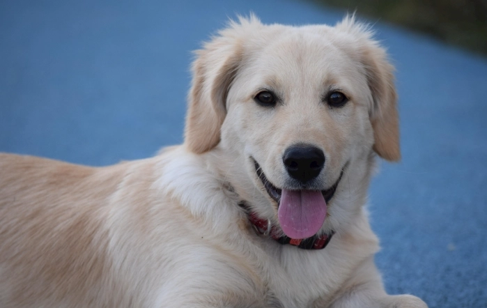 預防狗狗牙結石