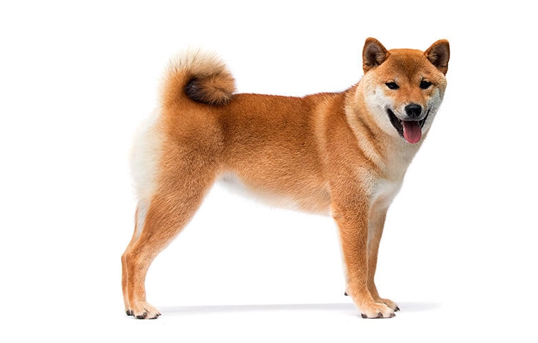 柴犬換牙 柴犬換牙