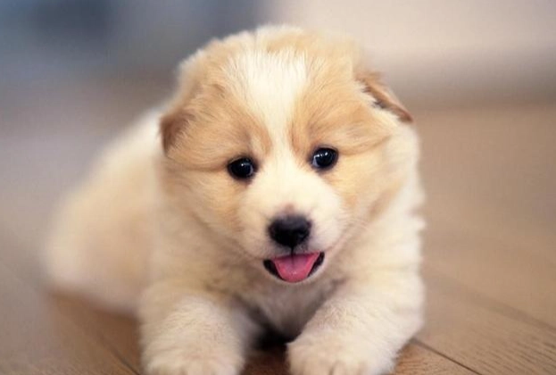 狗狗牙齒清潔技巧