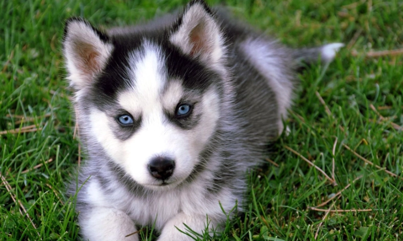 狗狗咖啡色嘔吐處理 狗狗咖啡色嘔吐處理