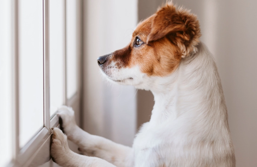 狗颜面神经失调