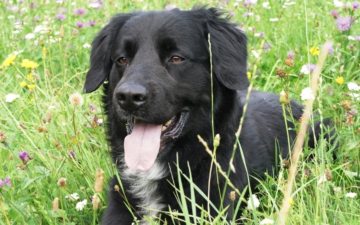 寵物牙齒健康 寵物牙齒健康