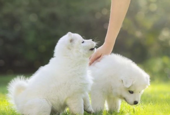 狗狗換牙期玩具