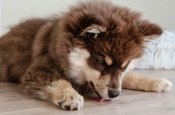 乳牙滞留處理 乳牙滞留處理