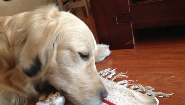 狗狗磨牙玩具 狗狗磨牙玩具