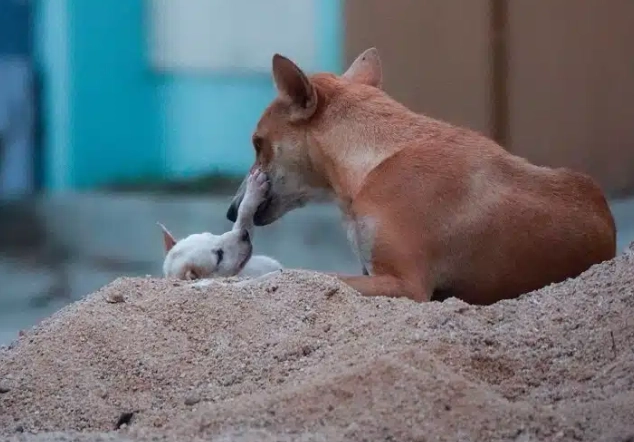 狗狗牙齒清潔方法