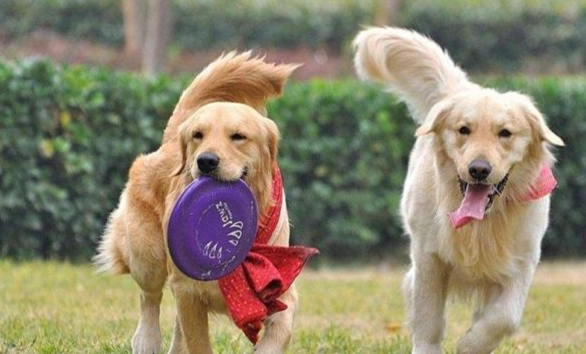 狗狗口臭解決 狗狗口臭解決