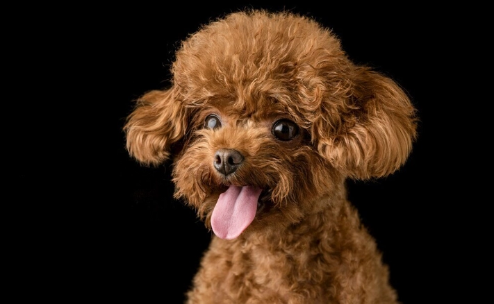 去除狗魚腥味方法