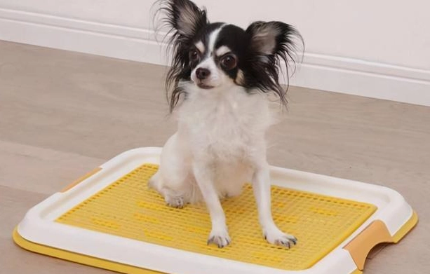 腹水對狗壽命影響