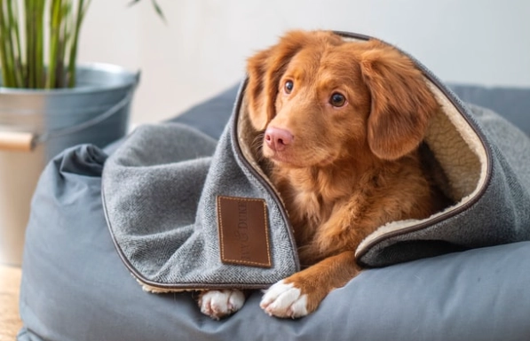 狗狗軟食推薦 狗狗軟食推薦