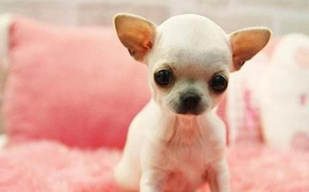 小型犬牙齒護理