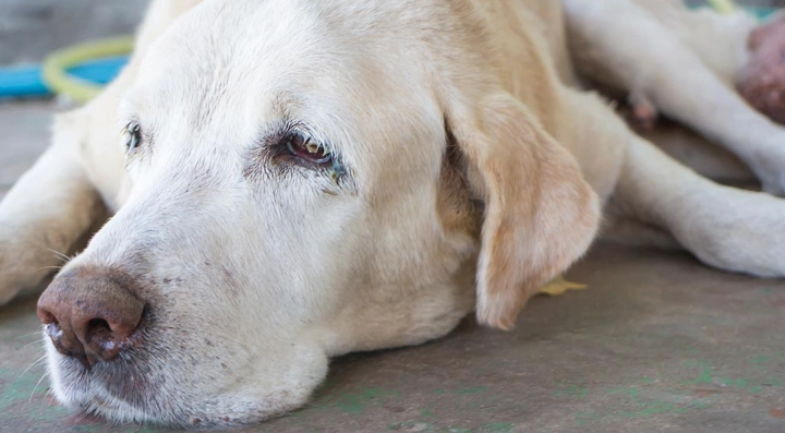 狗牙龈增生治療 狗牙龈增生治療