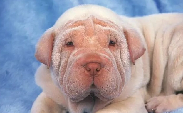 狗牙齦健康檢查