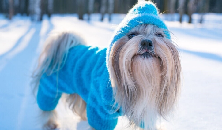 寵物口腔保健 寵物口腔保健