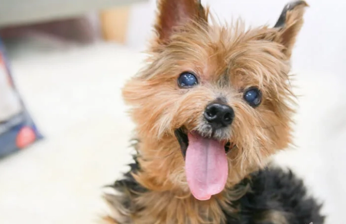 腎衰竭嘔吐症狀 腎衰竭嘔吐症狀