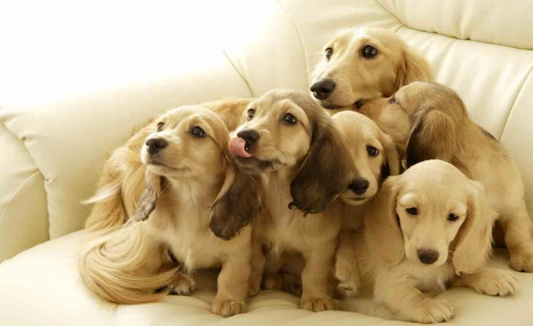 狗狗吐咖啡色原因 狗狗吐咖啡色原因