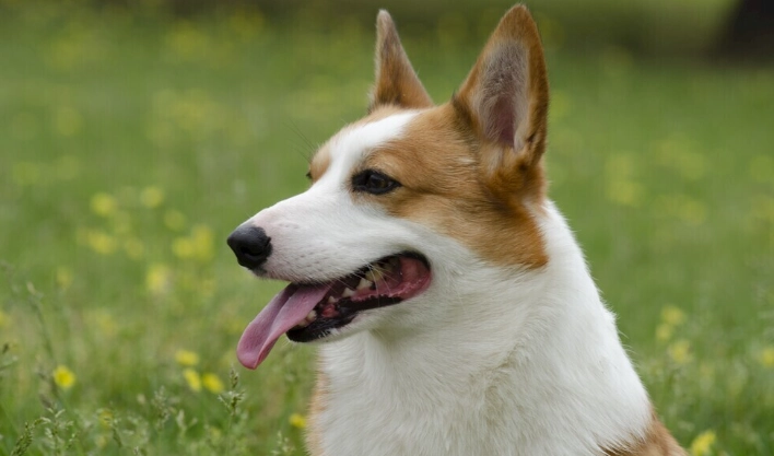 狗狗牙齒護理 狗狗牙齒護理