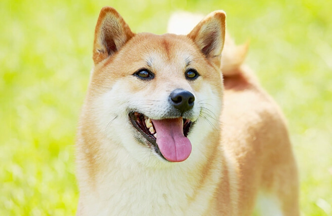 柴犬牙齒照顧 柴犬牙齒照顧