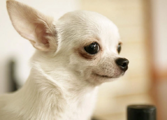 小型犬牙齒護理