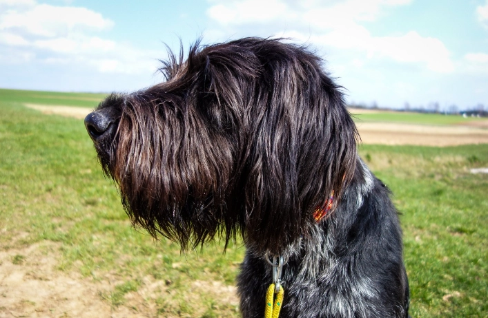 拔牙後狗狗照顧