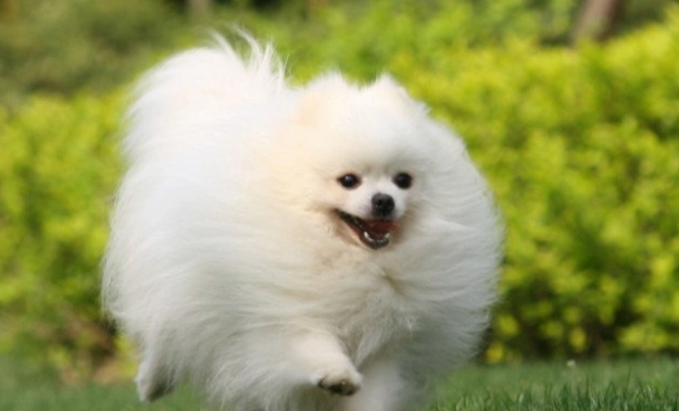 狗狗口腔保健 狗狗口腔保健