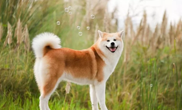 公狗發情期健康 公狗發情期健康