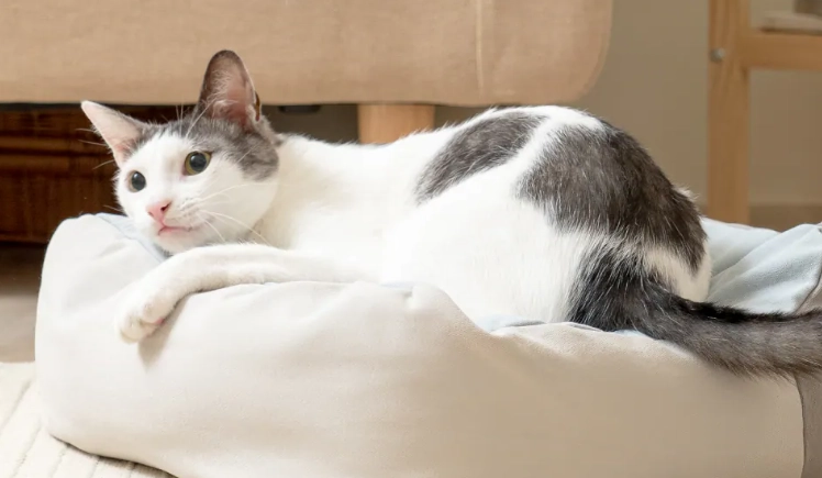 貓咪牙齒黑黑原因