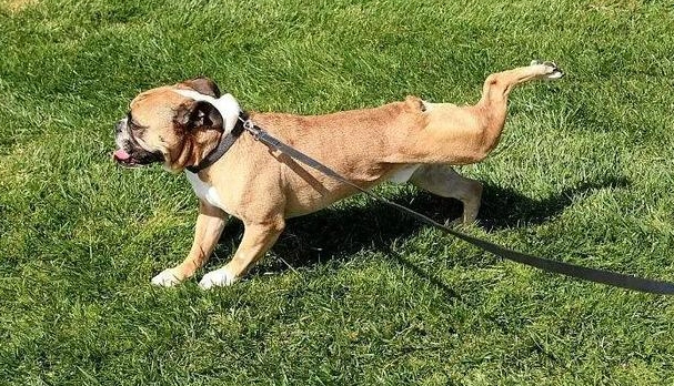 腹水對狗壽命影響